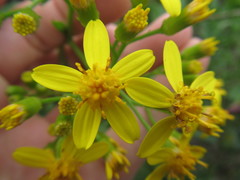 Senecio angulatus