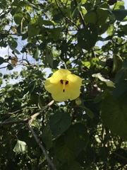 Hibiscus tiliaceus