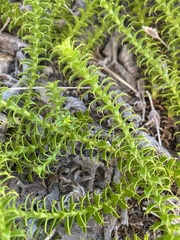 Cullumia setosa