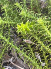 Cullumia setosa