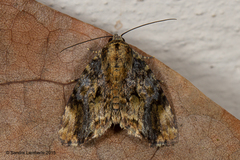 Drobeta
