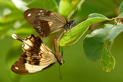 Papilio dardanus
