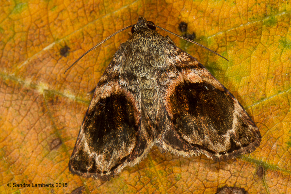 Drobeta melagonia