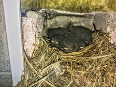 Phoenicurus ochruros