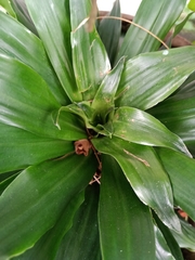 Dracaena fragrans compacta