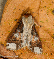 Condica imitata