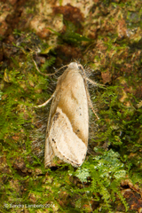 Micrathetis dasarada