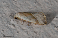 Micrathetis dasarada