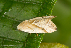 Micrathetis dasarada