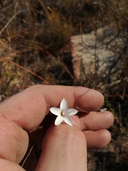 Prismatocarpus brevilobus
