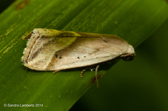Micrathetis dasarada