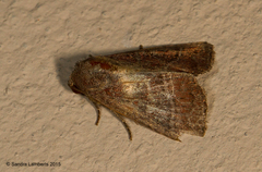 Perigea lineata