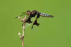 Palpopleura portia