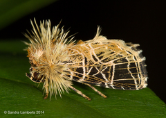 Callopistria dapsilis
