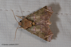 Callopistria plinthobaps