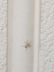 Plexippoides flavescens