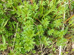 Galium mollugo