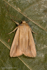 Leucania inconspicua