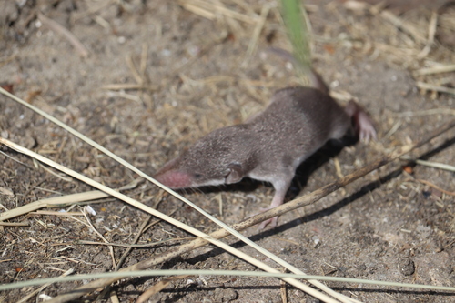 Greater White-toothed Shrew