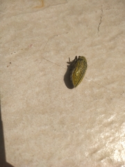 Julodis ehrenbergii