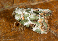 Chytonix