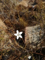 Prismatocarpus brevilobus