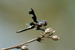 Palpopleura portia