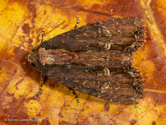 Dypterygia ordinarius