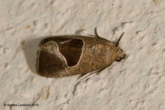 Elaphria deltoides