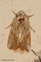 Gonodes liquida