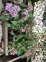 Pentas