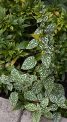Hypoestes phyllostachya