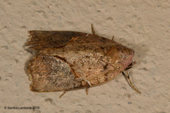 Gonodes obliqua
