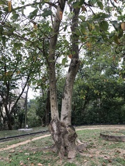 Millettia