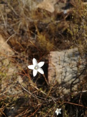 Prismatocarpus brevilobus