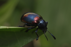 Platycorynus undatus