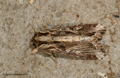 Spodoptera androgea