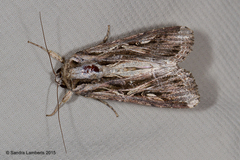 Spodoptera androgea