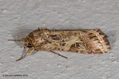 Spodoptera cosmioides