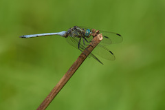 Orthetrum julia