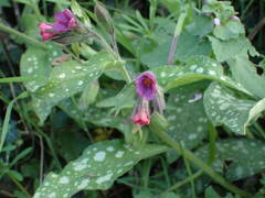 Pulmonaria affinis