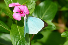 Nepheronia thalassina