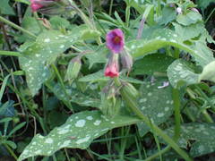 Pulmonaria affinis