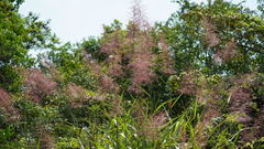 Miscanthus floridulus