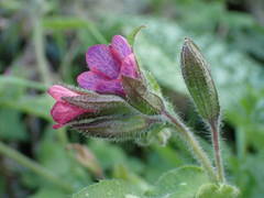 Pulmonaria affinis
