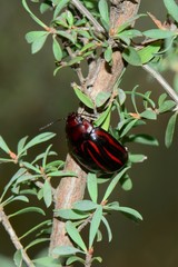 Paropsisterna semivittata