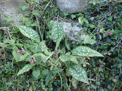 Pulmonaria affinis