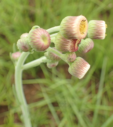 Conyza primulifolia (Lam.) Cuatrec. & Lourteig