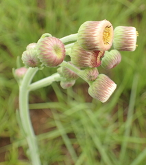 Erigeron primulifolius