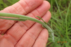 Erigeron primulifolius